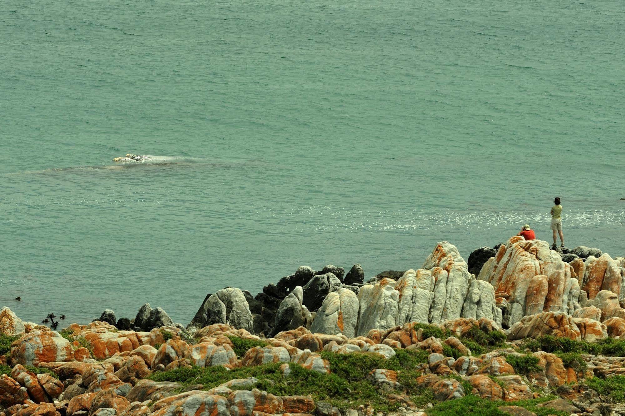 Whalesong Lodge Gansbaai Εξωτερικό φωτογραφία